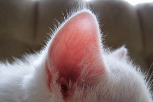 Что делать, если кошка отморозила уши thumbnail