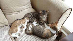 Кошки