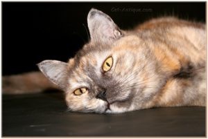 Кошка