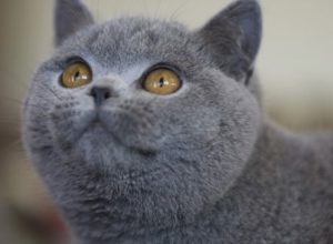 Отличие шотландцев от британцев