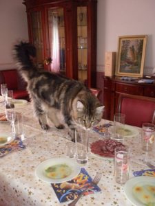  отучить кошку лазить на стол