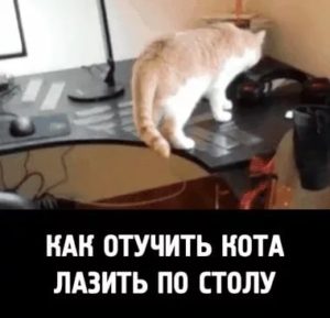 Как можно отучить кошку лазить на стол
