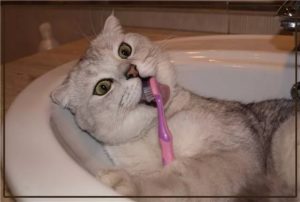 Как можно почистить зубы кошке в домашних условиях