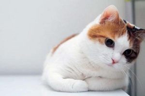 Как можно помочь кошке при течке и успокоить ее