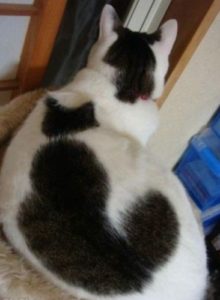 Как можно понять, что кошка хочет кота