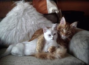 Как можно понять, что кошка хочет кота