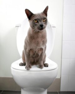 Как можно приучить кошку ходить в туалет на унитаз