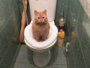 Как можно приучить кошку ходить в туалет на унитаз