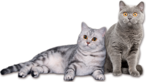 Мастометрин для кошек Мастометрин для кошек