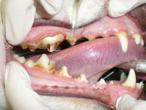 Лечение зубного камня у кошки