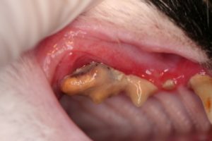 Лечение зубного камня у кошки