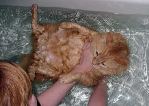 купание кошек
