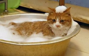 Можно ли и нужно купать кошек 