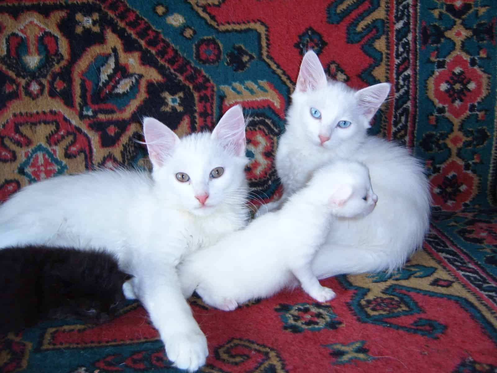 Ангорская Кошка Цена