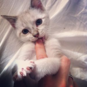  кошка лижет у хозяина руки