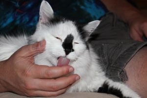 Почему кошка лижет у хозяина руки