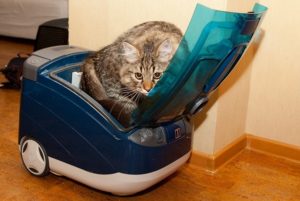 Почему пылесос вызывает страх у кошек
