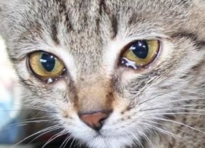 Что делать, когда кошка плачет