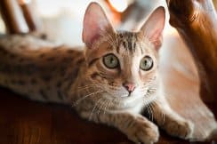Интересные сведения о звуках, которые издают кошки