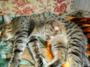 Воспаление молочной железы у кошки после стерилизации Воспаление молочной железы у кошки после стерилизации thumbnail