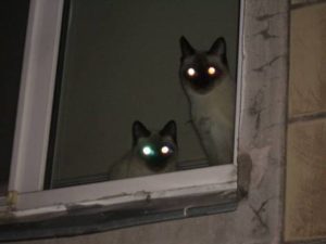  кошки светятся глаза в темноте
