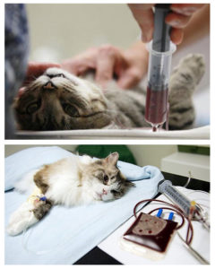 Причины анемии у кошек
