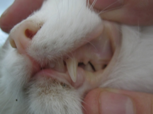 лечение анемии у кошек