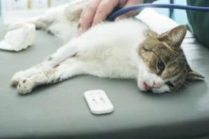 Воздействие вируса на организм