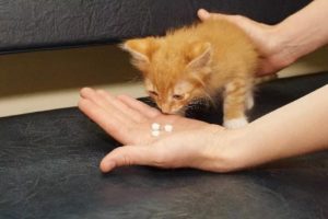 Признаки энтерита у кошек