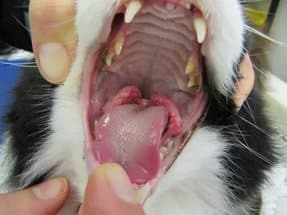 Симптомы и разновидности эозинофильных гранулем у котов