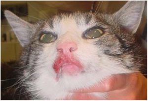 Симптомы и лечение эозинофильной гранулемы у кошек