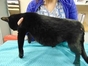 Симптомы и лечение инфекционного перитонита у кошек