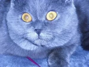 лечение коронавирусной инфекции у кошек
