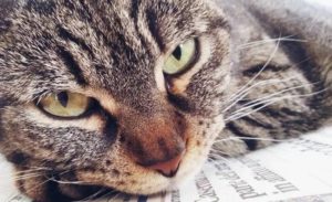 Коронавирусная инфекция у кошек