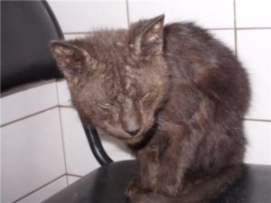 лечение нотоэдроза у кошек