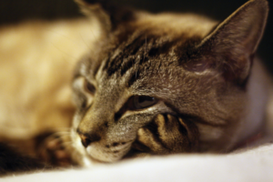 Симптомы и лечение опухоли молочной железы у кошки