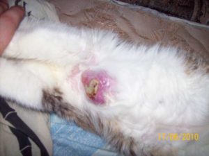 Симптомы и лечение опухоли молочной железы у кошки