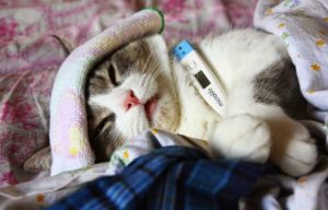 Пневмония у кошек это заразно или нет Пневмония у кошек это заразно или нет thumbnail
