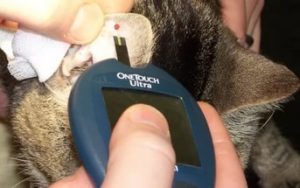 Чем опасен сахарный диабет у коше