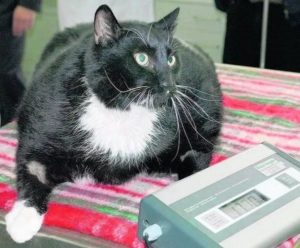 лечение сахарного диабета у кошек 