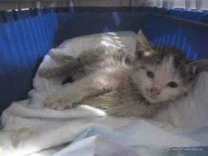 Симптомы сальмонеллеза у кошек