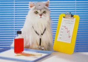 Симптомы и лечение сальмонеллеза у кошек