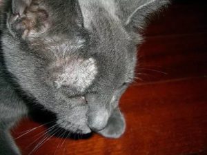 Симптомы и лечение трихофитии у кошек