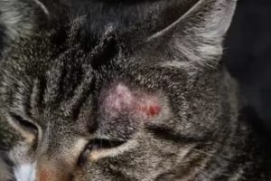 лечение трихофитии у кошек 