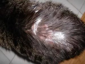 Симптомы и лечение трихофитии у кошек 