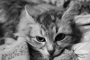 лечение вируса иммунодефицита у кошек