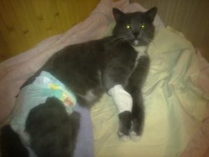 вирусный перитонит у кошек