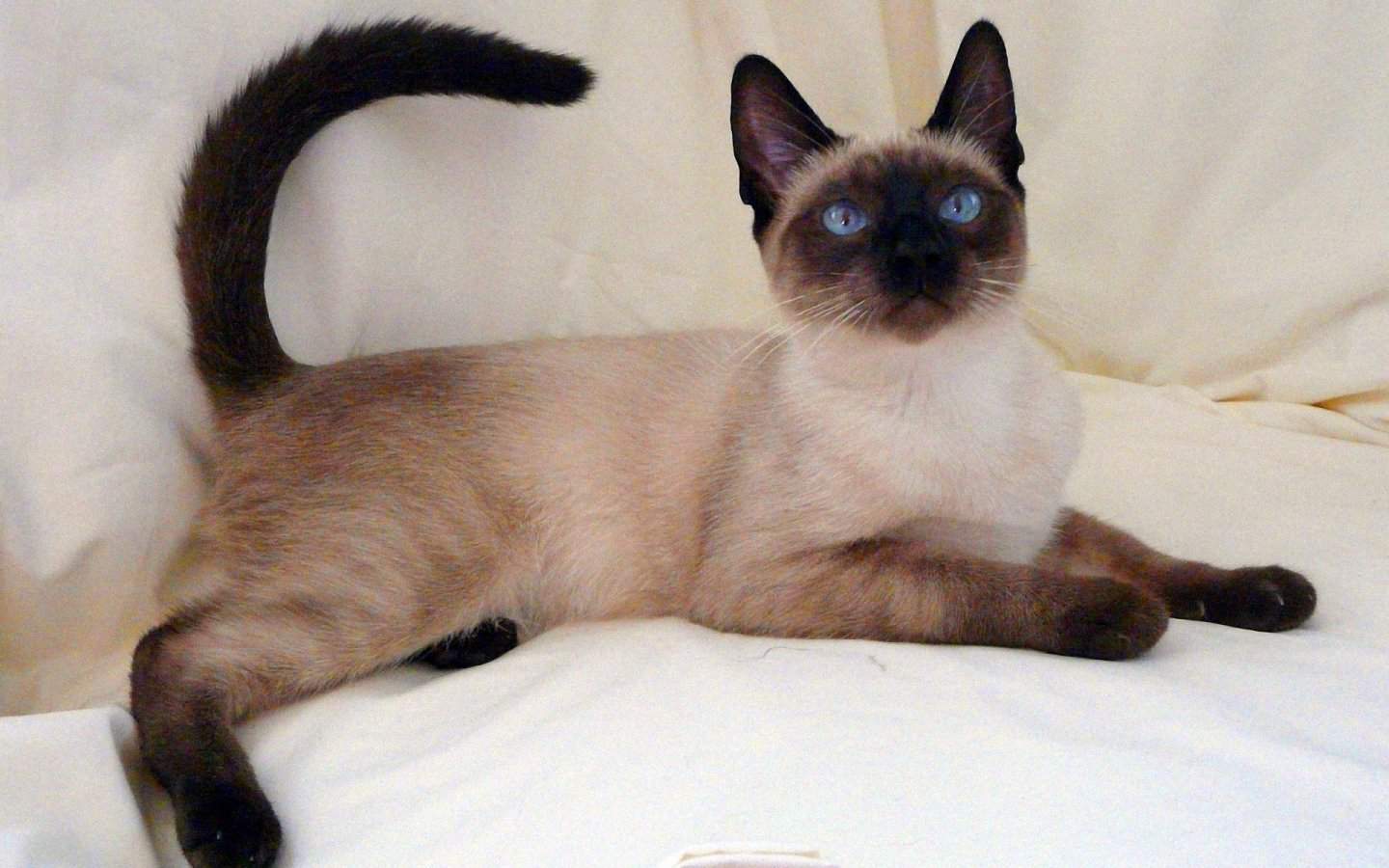 сколько живут тайские кошки в домашних