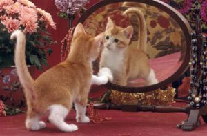 Что еще видят кошки в зеркале