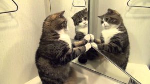 Кот смотрит на себя в зеркале